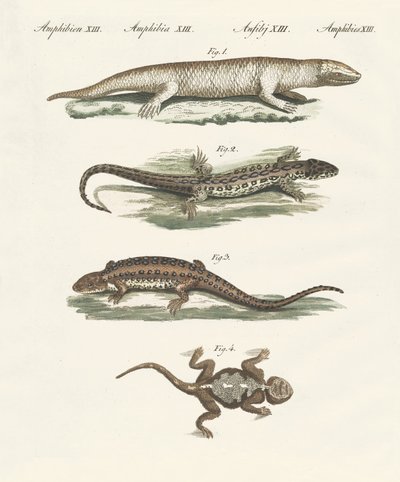 Différentes sortes de lézards - German School